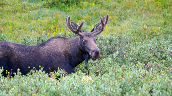   A woman almost got trampled when she tried to pet a moose in Colorado