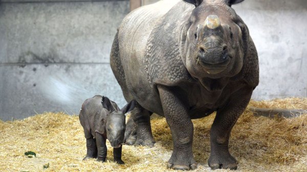   The Denver Zoo welcomes its first-ever baby rhino after a ‘heroic effort’ from zoo staff – and mom